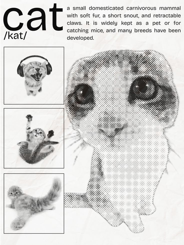 cat poster